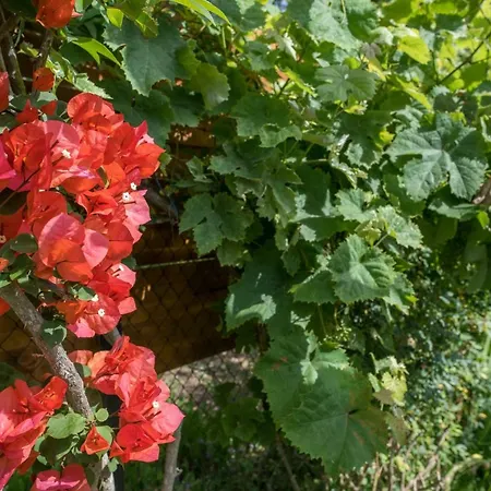 Corfu Linea Вилла Линя