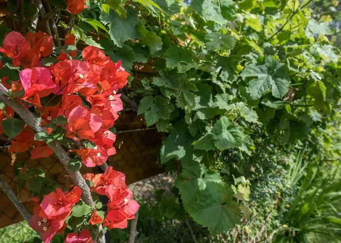 Corfu Linea فيلة Línia